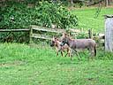 A Mother & Her Foal